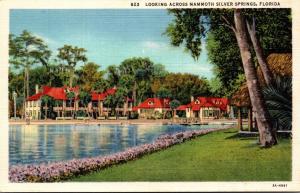 Florida Silver Springs Looking Across Silver Springs Curteich