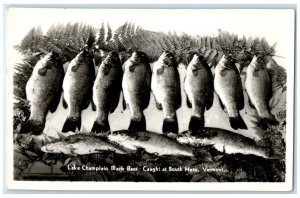 Lake Champlain Black Bass Caught At South Hero VT, Fishes RPPC Photo Postcard