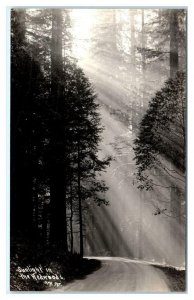 RPPC REDWOOD HIGHWAY, CA? ~ SUNLIGHT in the REDWOODS c1930s Patterson Postcard