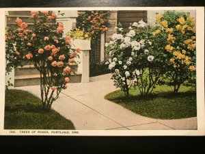 Vintage Postcard 1924 Tree of Roses Portland Oregon (OR)