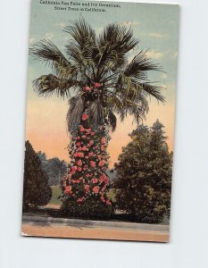 Postcard California Fan Palm and Ivy Geranium, Street Trees in California