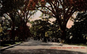 Massachusetts Beverly Hale Street With Historic Elm