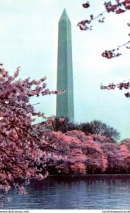 Washington D C The Washington Monument and Cherry Blossoms