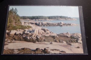 UNUSED POSTCARD - ROCKWEED, COAST OF MAINE