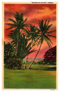 Postcard GARDEN SCENE Honolulu Hawaii HI AP8841