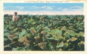 Typical Tobacco Field Down in Sunny Dixie White Border Postcard Unused