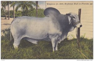 Emperor Jr. 10th, Brahman Bull in Bradenton, Florida,30-40s