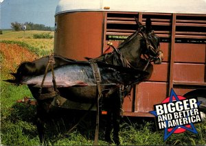 Humour Exageration Bigger and Better In America Horse Carrying Bid Catfish