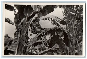 c1930's Banana Tree Bahamas Unposted Vintage RPPC Photo Postcard 