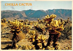  Teddy Bear Cholla Cactus, Often Referred To As Jumping Cactus  