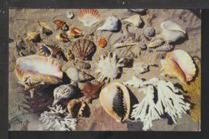 Seashells of the Florida Coast Postcard 