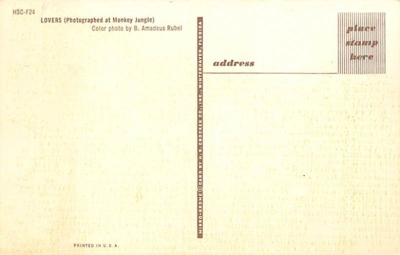 Lovers-Kissing Monkeys Miami FL Postcard