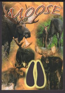 MOOSE with cut-out paws print - Cont'l