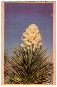 Magnificent Waxlike Bloom Of The Joshua Tree Cactus Postcard Posted 1952