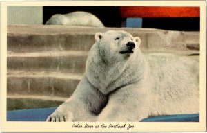 Polar Bear at the Portland OR Zoo Vintage Postcard C18