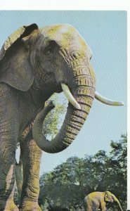 Animals Postcard - African Elephant - Ref 16868A