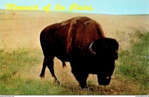 Monarch Of The Plains Buffalo In Black Hills Of South Dakota