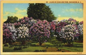 Lilacs In Highland Park Rochester New York Linen Postcard C085