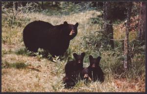 Black Bear and Cubs Postcard