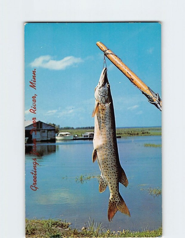 Postcard Silver Muskie Greetings from Deer River Minnesota USA