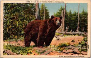 Yellowstone National Park A Park Bear Curteich