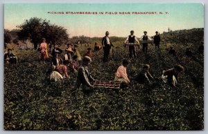 Picking Strawberries In Field New Frankfort New York NY Farm View Postcard