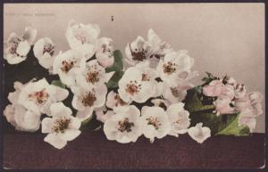 Flowers Postcard