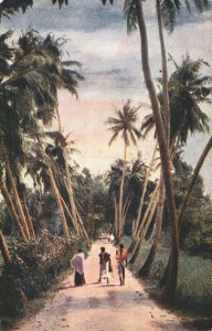 Sri Lanka Ceylon Sunset Amongst The Palms Postcard 03.94