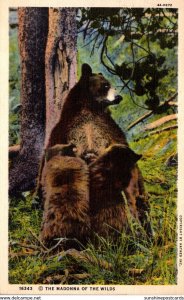 Yellowstone National Park Mother Bear The Madonna Of The Wilds 1939 Curteich