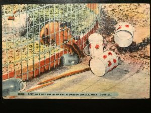 Vintage Postcard 1947 Susie Getting a Nut the Hard Way Parrot Jungle Miami FLA