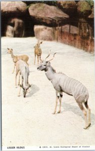 postcard Lesser Kudus - St. Louis Zoo