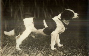 Dog - Mixed Breed Terrier Dachshund Mix? c1920 Real Photo Postcard