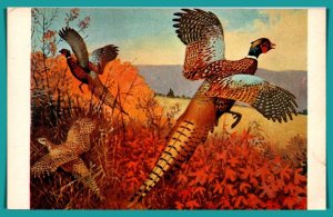 Michigan, Brooklyn - Greetings From - Pheasants - [MI-268]