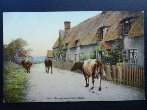 Country Life FAVOURITES OF THE VILLAGE Cattle Walking The Street - Old Postcard