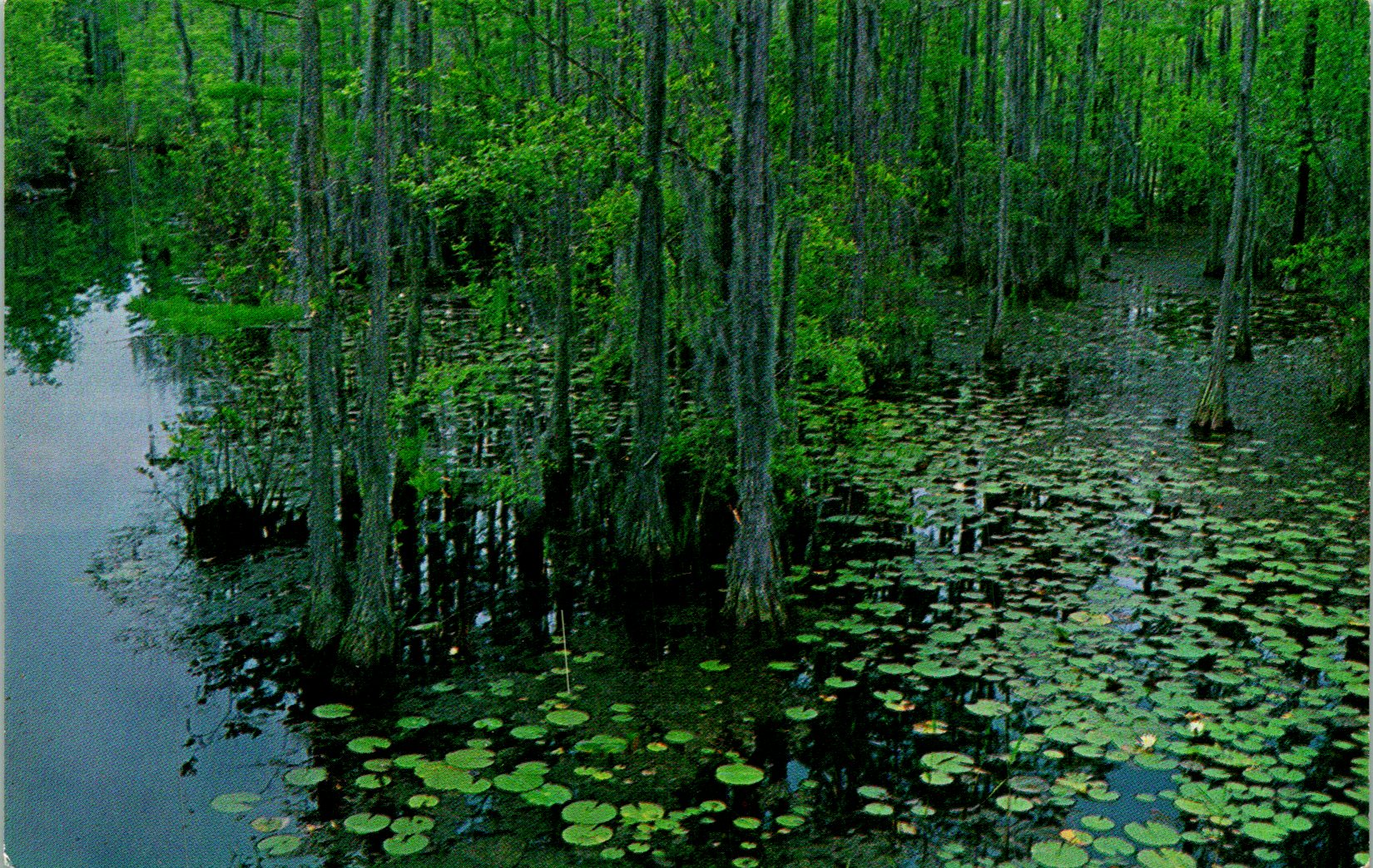Okeefenokee swamp park christmas lights waycross
