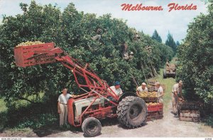 MELBOURNE, Florida; Citrus Harvest in Florida, 1940-60s