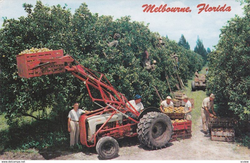 MELBOURNE, Florida; Citrus Harvest in Florida, 1940-60s