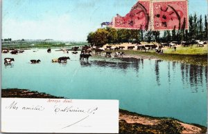 Argentina Arroyo Azul Cows Cattle Vintage Postcard C202