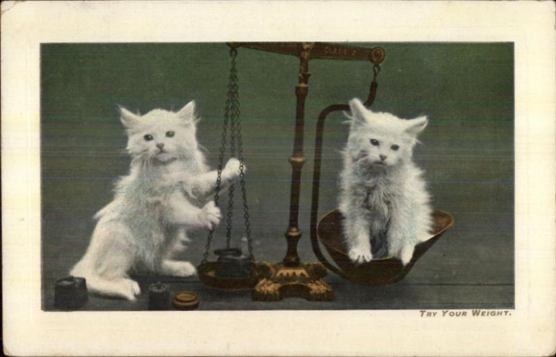 White Kittens Kitty Cats on Set of Scales c1910 Postcard