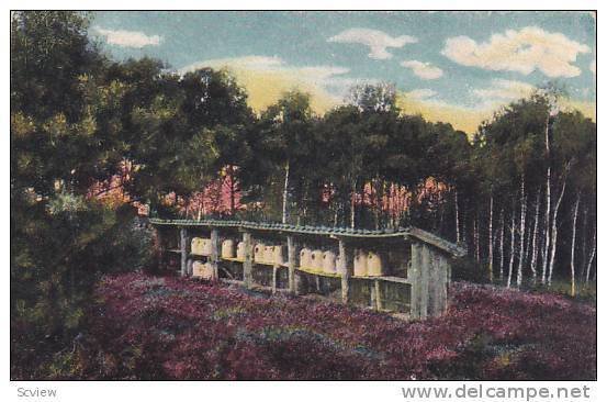 Beehives , Luneburger Heide. Bienensstand , Germany , 00-10s