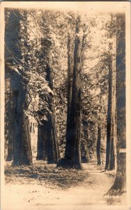 RPPC Tree Grove, Crescent Lake Tavern Piedmont WA Vintage Postcard J59