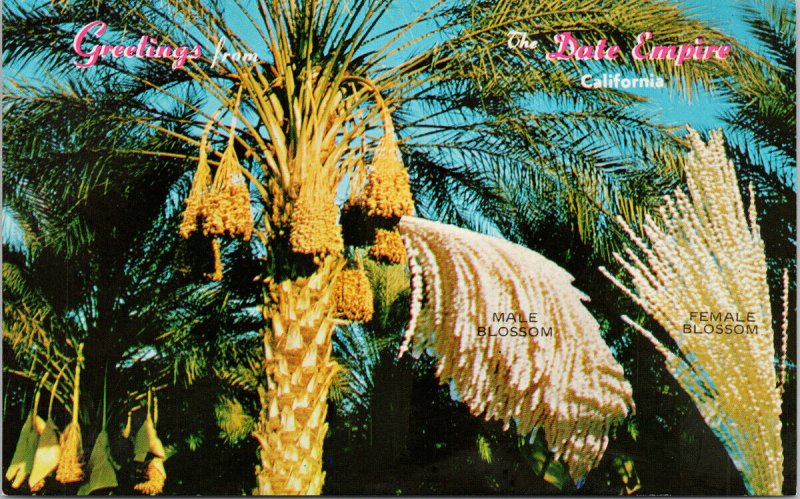 Greetings from Date Empire Indio CA Coachella Valley Unused Vintage Postcard F65