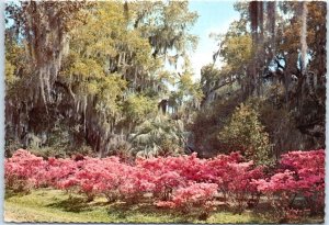 M-87335 Live Oaks Spanish Moss And Azaleas