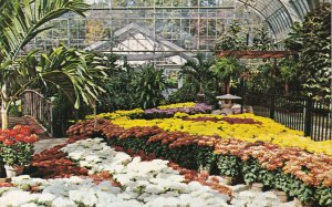 BIRMINGHAM, Alabama, 40-60s; Birmingham Botanical Gardens, Chrysanthemum