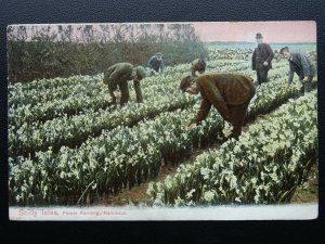 Cornwall & Silly Isles NARCISSUS FLOWER FARM c1910 Old Postcard