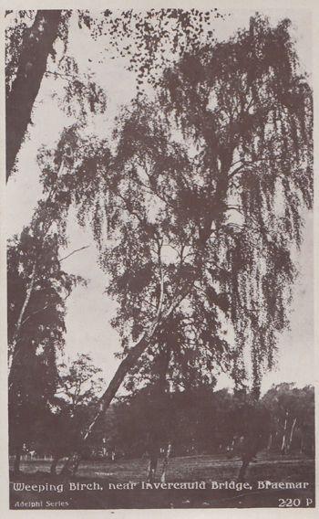 Braemar Weeping Birch Tree Invercauld Bridge Vintage Real Photo Postcard