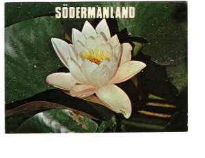 Water Lilly, Sodermanland, Sweden