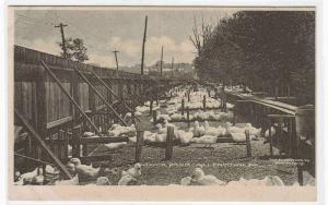 Duck Farm Allentown Pennsylvania Albertype postcard