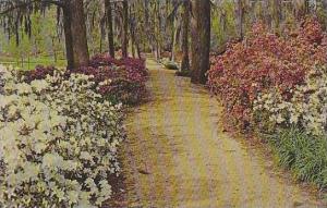 South Carolina Orangeburg Walkway In Edisto Gardens