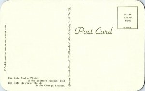 State Bird State Flower Florida Vintage Postcard Standard View Card